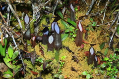 Nepenthes tentaculata