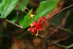 Globba atrosanguinea