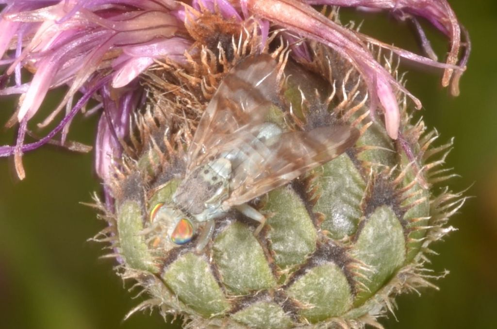 Horned Knapweed Fly