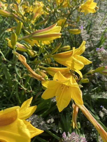 Dumortier's Daylily (Hemerocallis dumortieri)