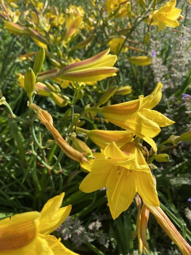 Hemerocallis dumortieri, photograph 2