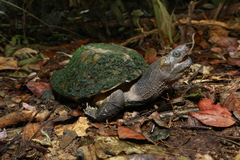 Notochelys platynota