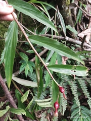Cautleya gracilis