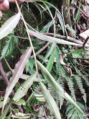 Cautleya gracilis