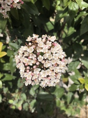 Viburnum tinus