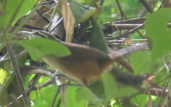 Cantorchilus modestus