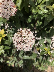 Viburnum tinus