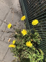 Sonchus tenerrimus