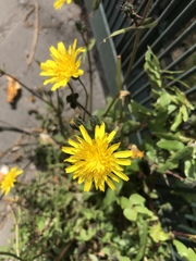 Sonchus tenerrimus