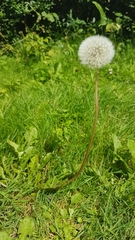 Taraxacum