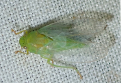 Neocoelidiinae