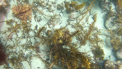 Carpophyllum plumosum