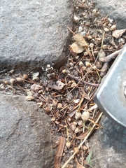 Pinthaeus sanguinipes