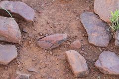 Trachypetrella anderssonii