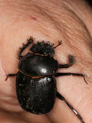 Escarabaeus satyrus