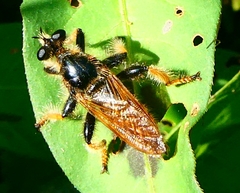 Pogonosoma maroccanum