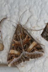 Cerocala vermiculosa