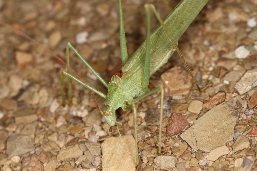 Conchotopoda leptocerca