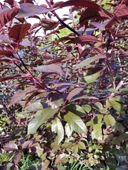Prunus cistena