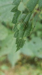 Palomena prasina