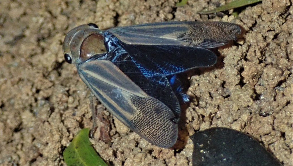 Tabocasa