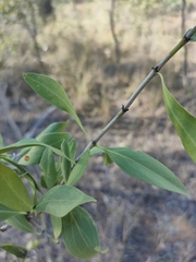 Psydrax oleifolia
