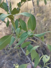 Psydrax oleifolia