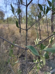 Psydrax oleifolia