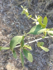 Psydrax oleifolia