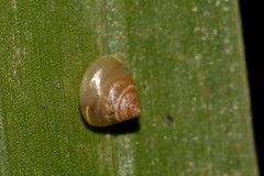 Coneuplecta calculosa