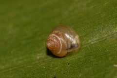 Coneuplecta calculosa