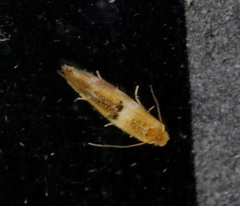 Bucculatrix canadensisella