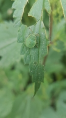 Palomena prasina