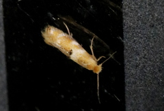 Bucculatrix canadensisella