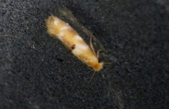 Bucculatrix canadensisella