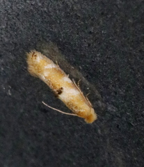 Bucculatrix canadensisella