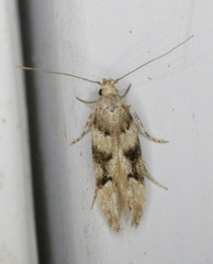 Coleotechnites atrupictella