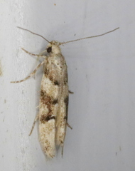 Coleotechnites atrupictella