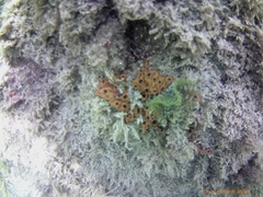 Botrylloides leachii