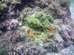 Botrylloides leachii