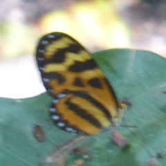 Mechanitis lysimnia utemaia