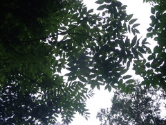 Fraxinus nigra image