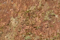 Neopantopsalis thaumatopoios