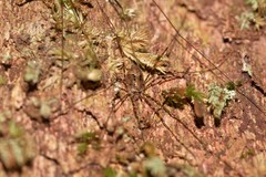 Neopantopsalis thaumatopoios