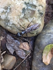 Camponotus sericeiventris