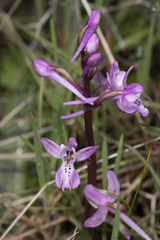 Orchis troodi