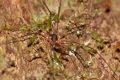 Neopantopsalis thaumatopoios