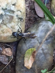 Camponotus sericeiventris