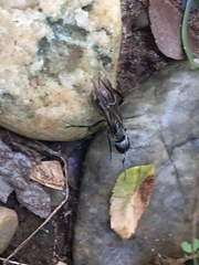 Camponotus sericeiventris