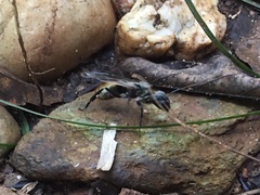 Camponotus sericeiventris